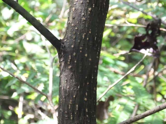 黒い斑点が特徴的なクロモジ の木